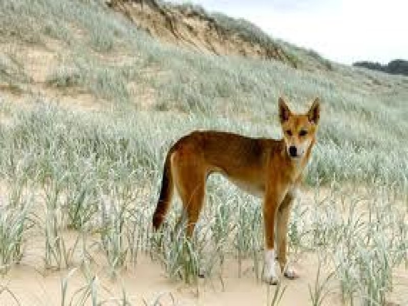 18 Stirling Castle Road, Fraser Island QLD 4581