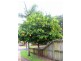 6 Rialto Court, Torquay QLD 4655
