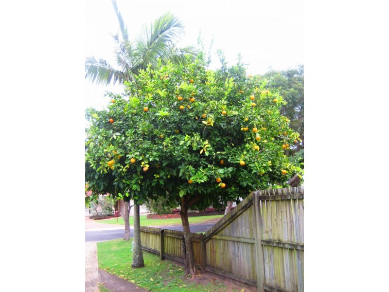 6 Rialto Court, Torquay QLD 4655