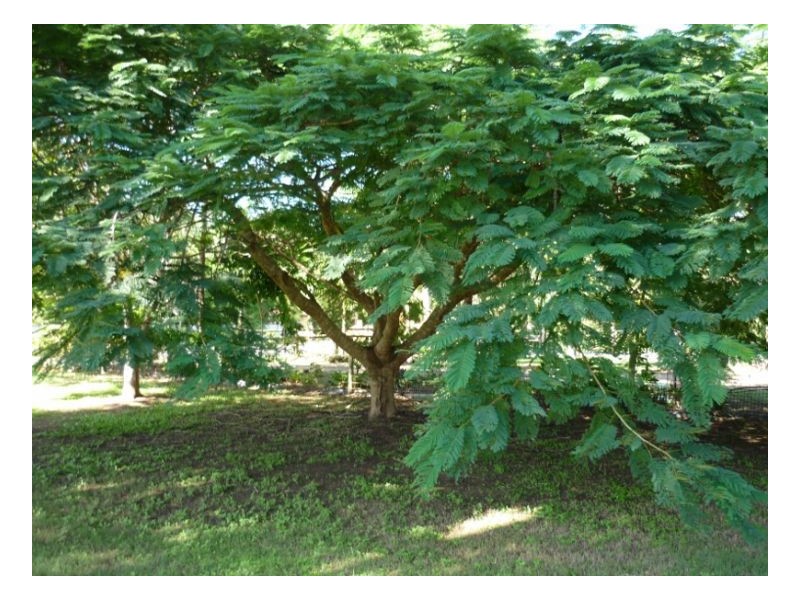 9 Foxwood Court, Dundowran Beach QLD 4655