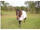 81 Barranjoey Drive, Sunshine Acres QLD 4655