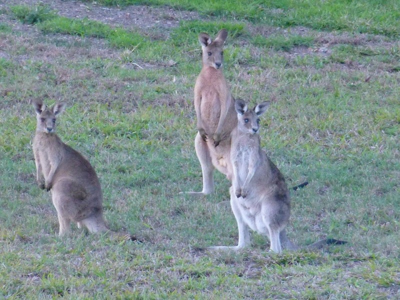 120 Sanctuary Hills Road, Takura QLD 4655