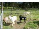 178 Ballard Road, Imbil QLD 4570