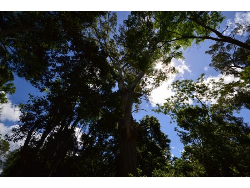 64 Aracuaria Creek Road, Brooloo QLD 4570