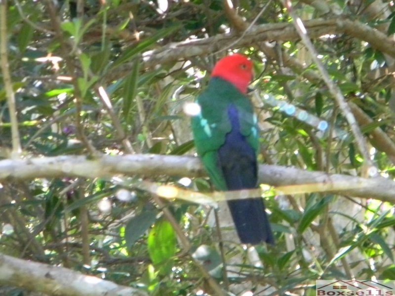 9 Koala Court, Maleny QLD 4552