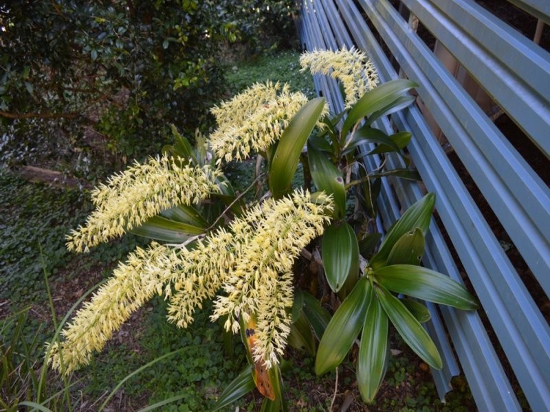 128/23 Macadamia Drive, Maleny QLD 4552