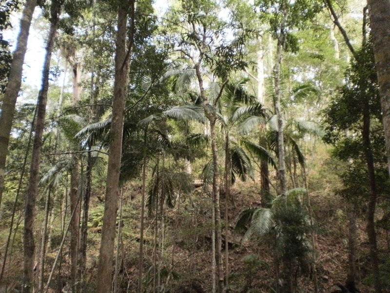 Lot 3 Maleny-Stanley River Rd, Booroobin QLD 4552