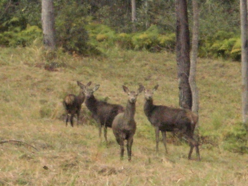 Lot 3 Maleny-Stanley River Rd, Booroobin QLD 4552