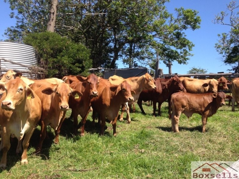 Oxenham Lane, Maleny QLD 4552