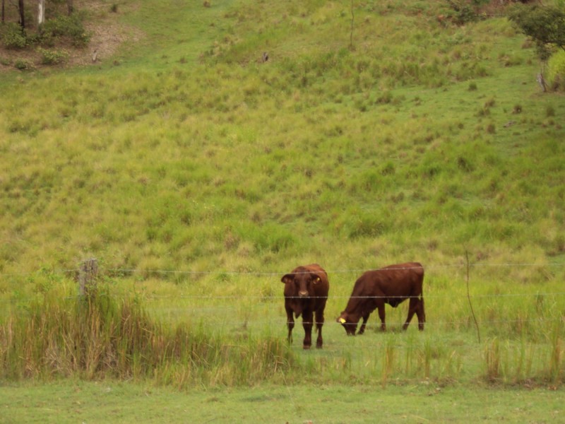 489 Mt Mee Rd, Delaneys Creek QLD 4514