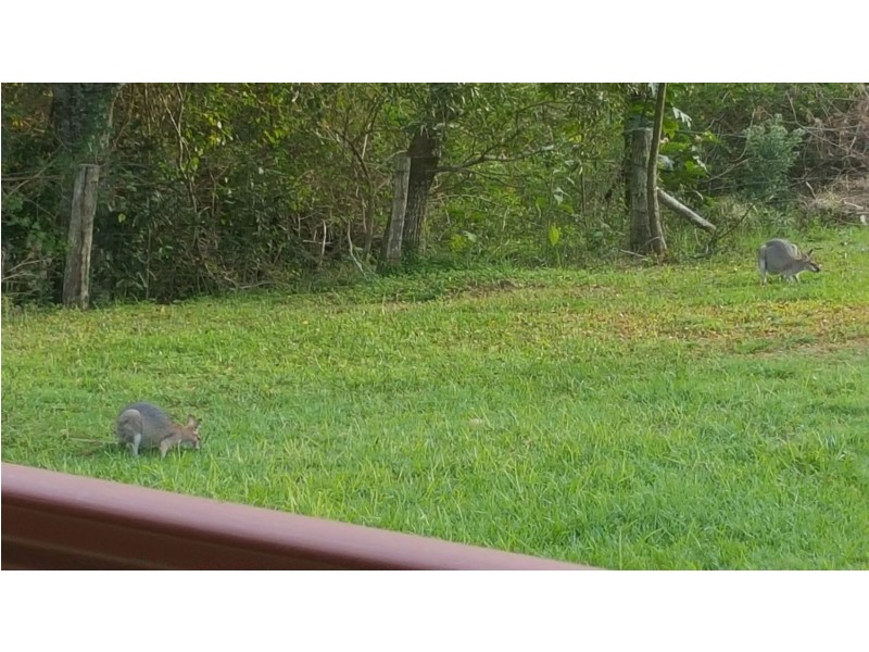 16 Lower Trail Road, Maleny QLD 4552