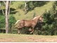 127 Appalossa Drive, Conondale QLD 4552