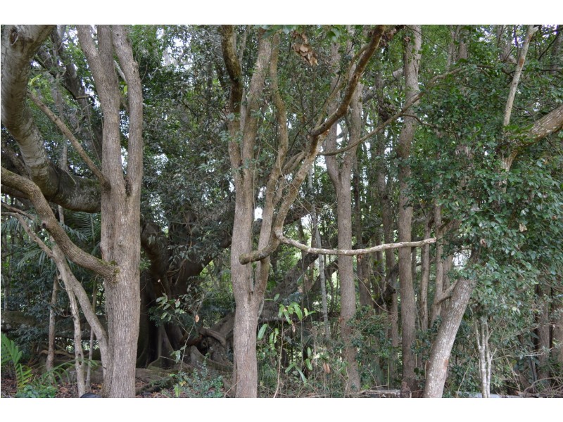 Lot 2 Maleny-Kenilworth Road, Maleny QLD 4552