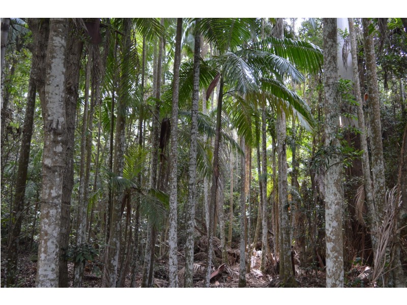 Conondale QLD 4552