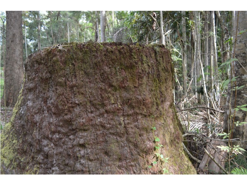 Conondale QLD 4552