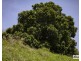 Lot 1 Irvine Road, Chatsworth QLD 4570