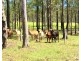 Lot 2 One Twenty-Nine Road, Glenbar QLD 4620