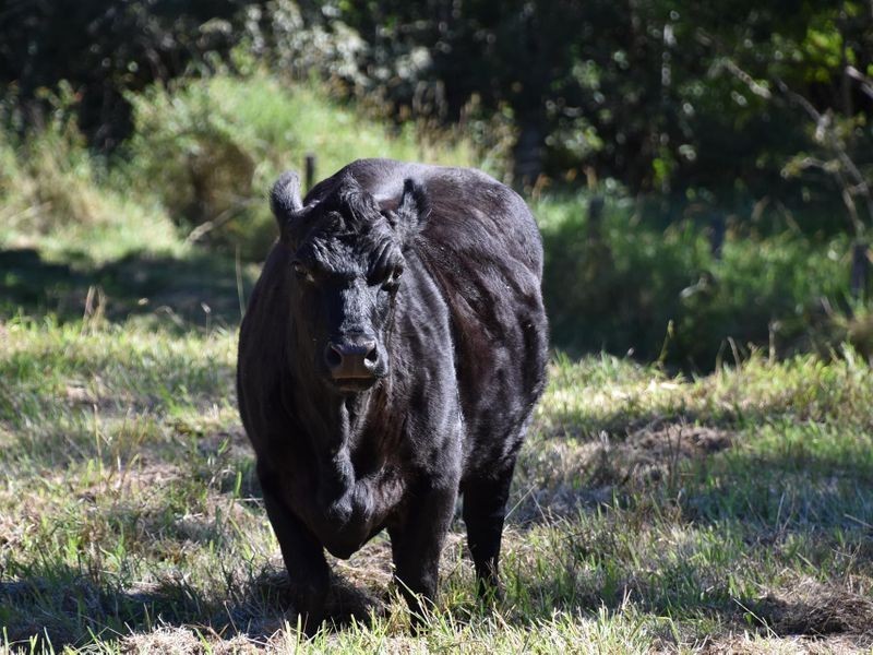 3293 Old Gympie Road, Landsborough QLD 4550