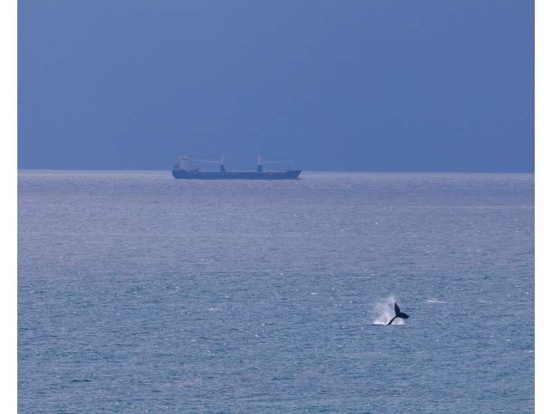 20/38 Mcilwraith Street, Moffat Beach QLD 4551