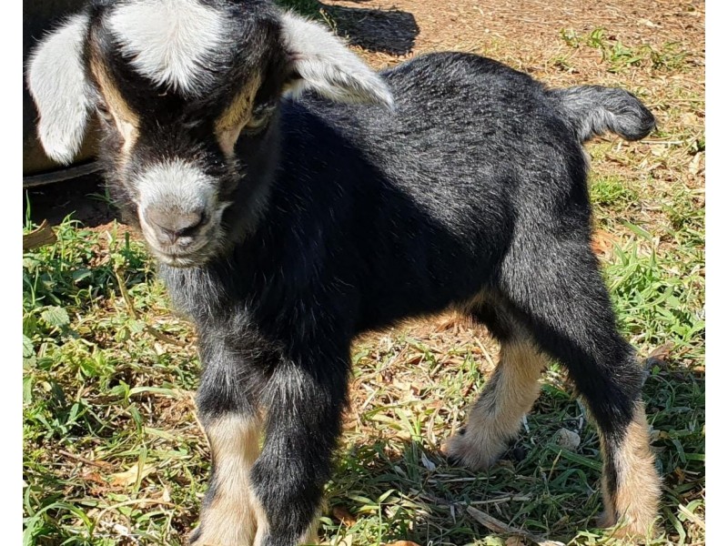 68 Hutchins Road, Amamoor QLD 4570