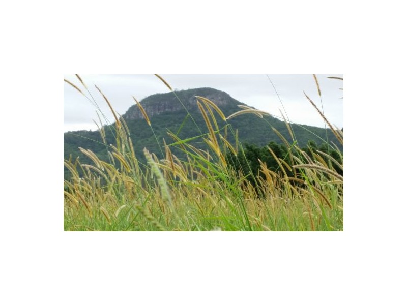 199 Yandina Bli Bli Rd, Maroochy River QLD 4561