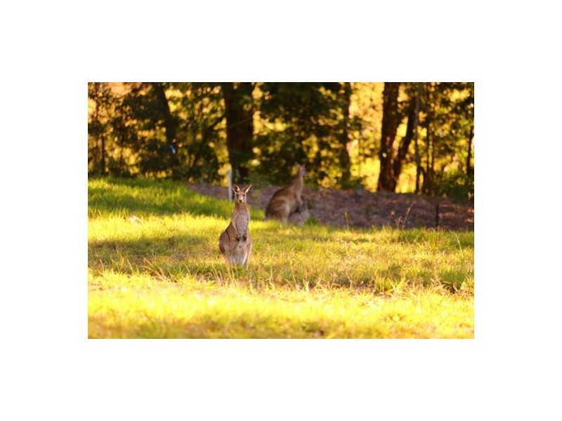 40 MOUNTAIN VIEW COURT, Yandina QLD 4561