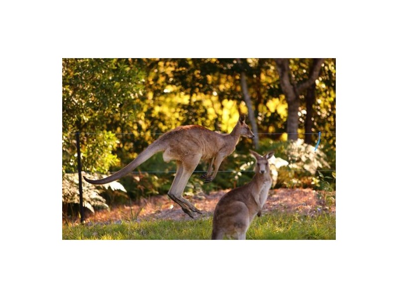 40 MOUNTAIN VIEW COURT, Yandina QLD 4561