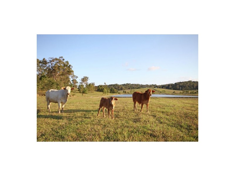 54 Fig Tree Lane, Yandina Creek QLD 4561