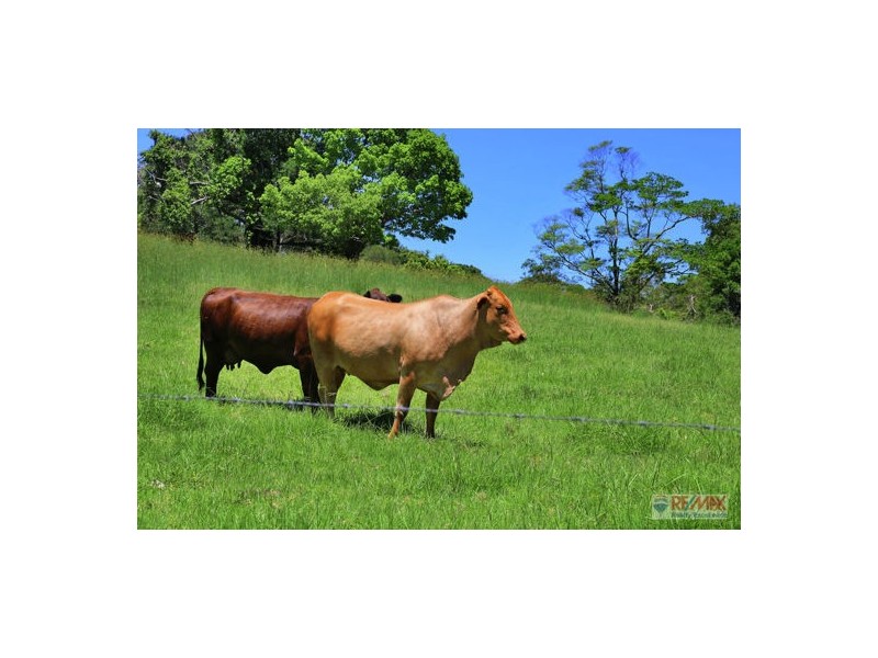 919 Landsborough-Maleny Rd, Maleny QLD 4552