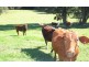 170 Dulong School Rd, Dulong QLD 4560