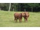 170 Dulong School Rd, Dulong QLD 4560