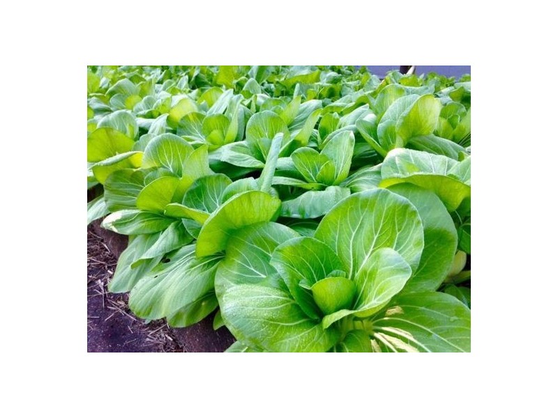 46 Chevallum Road, Palmwoods QLD 4555