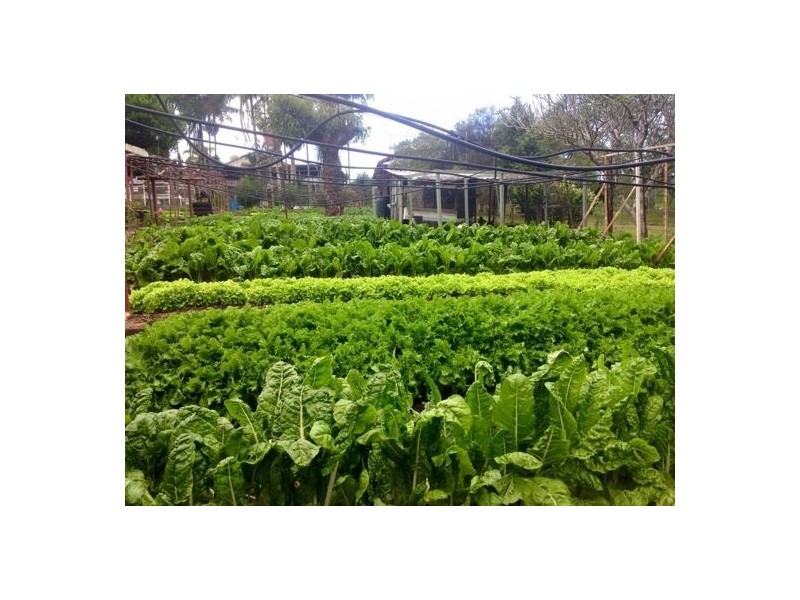 46 Chevallum Road, Palmwoods QLD 4555