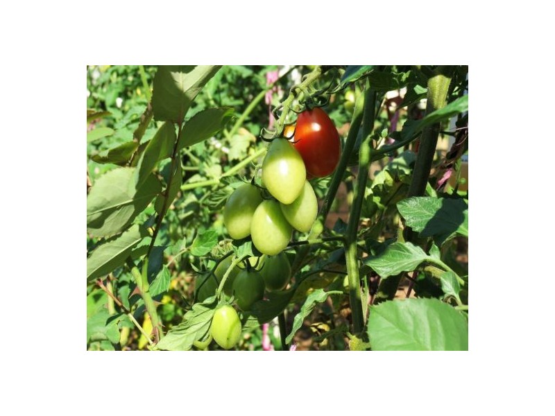 46 Chevallum Road, Palmwoods QLD 4555