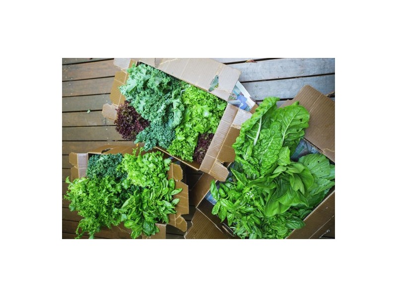 46 Chevallum Road, Palmwoods QLD 4555