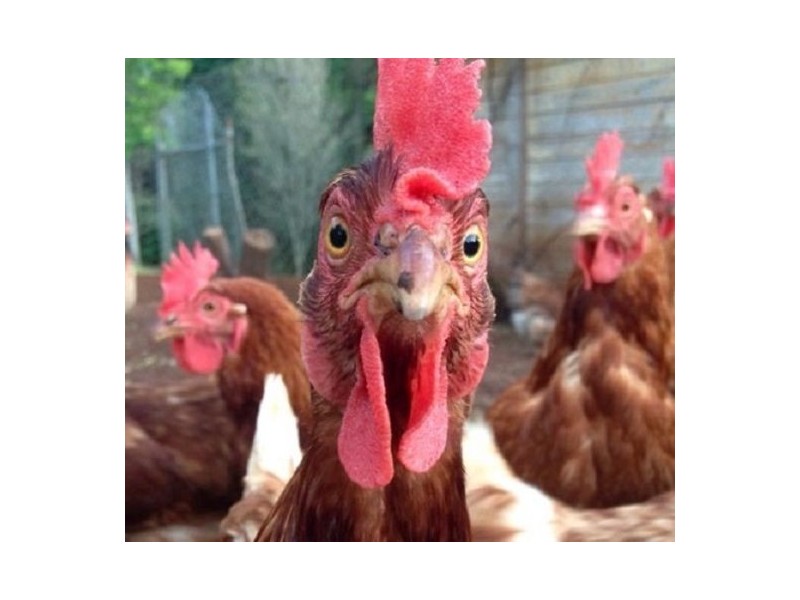 46 Chevallum Road, Palmwoods QLD 4555