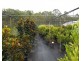 38 Dandaloo Drive, Cootharaba QLD 4565