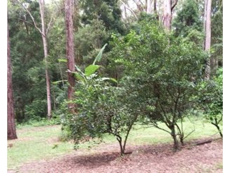 25 Leeons Road, Palmwoods QLD 4555