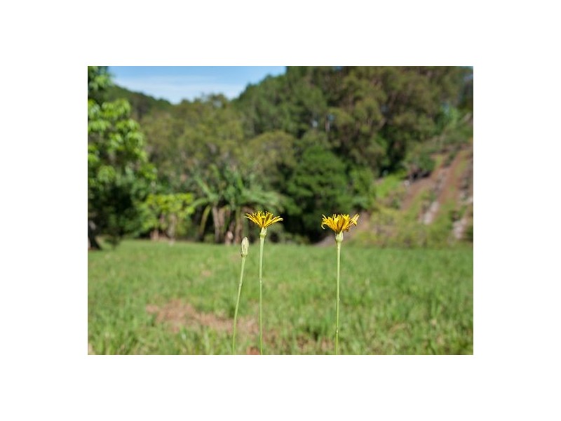 Montville QLD 4560