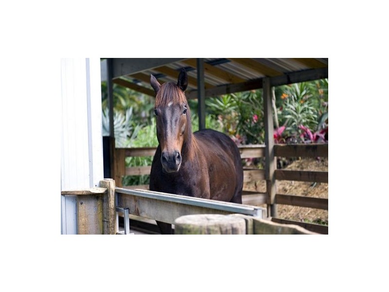 191 Glenmount Rd, Tanawha QLD 4556