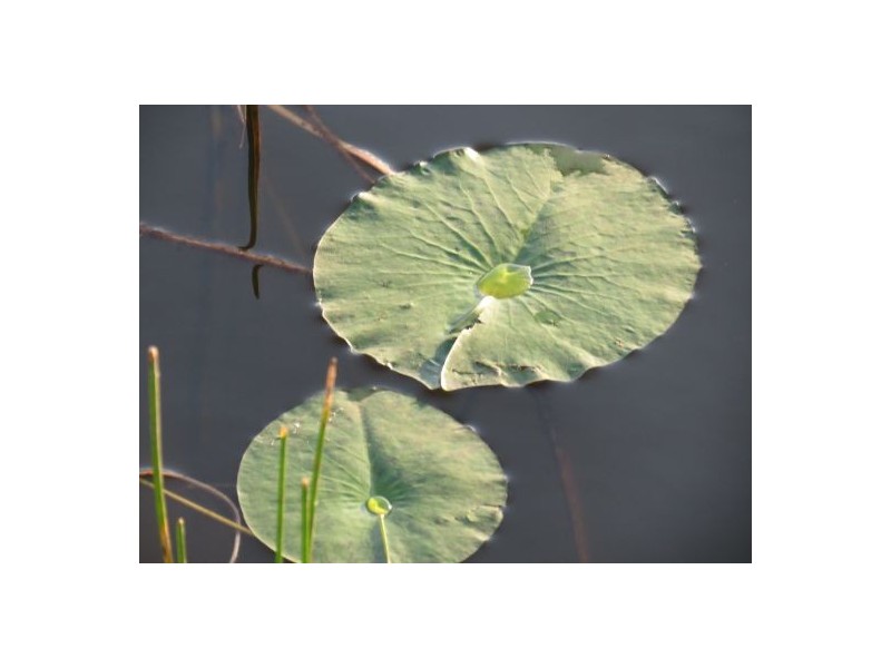 5 Ballinger Place, Pelican Waters QLD 4551