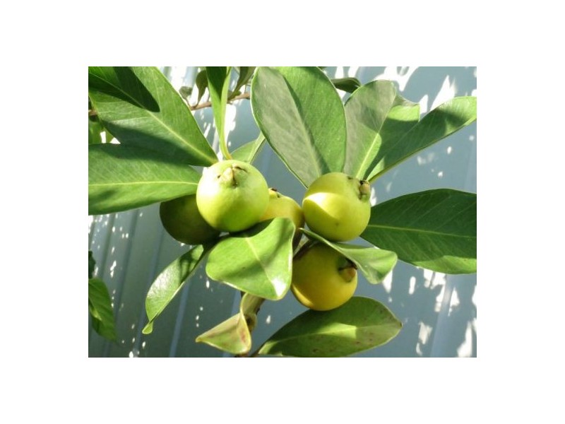 13 Sweep Court, Birtinya QLD 4575