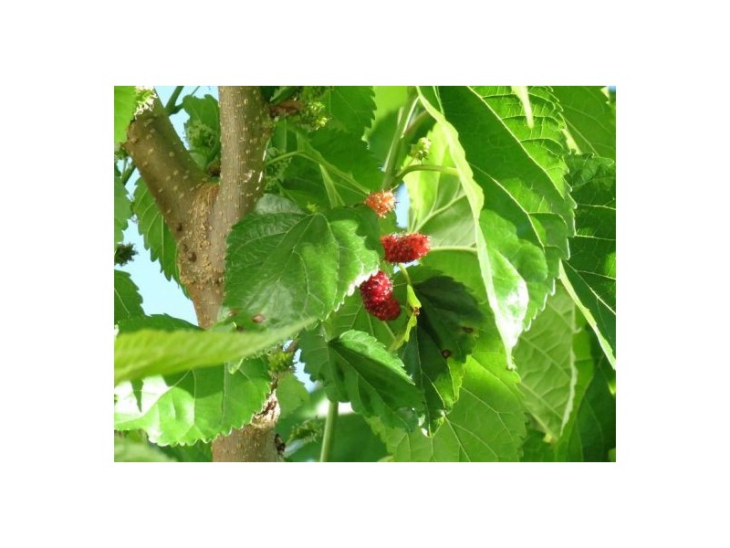 13 Sweep Court, Birtinya QLD 4575