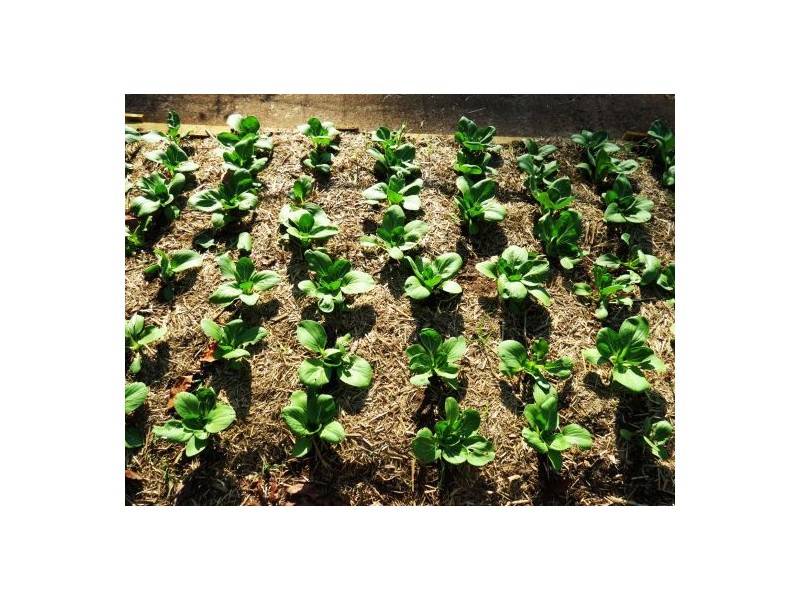 46 Chevallum Road, Palmwoods QLD 4555