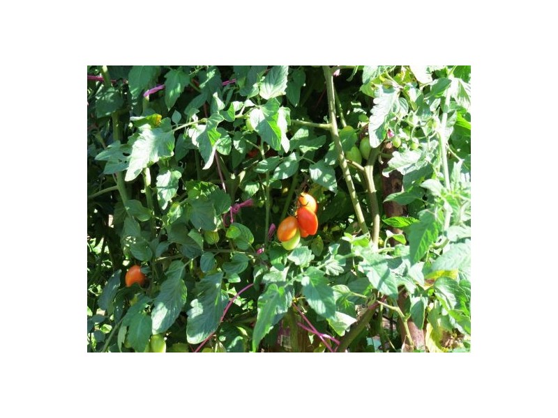 46 Chevallum Road, Palmwoods QLD 4555