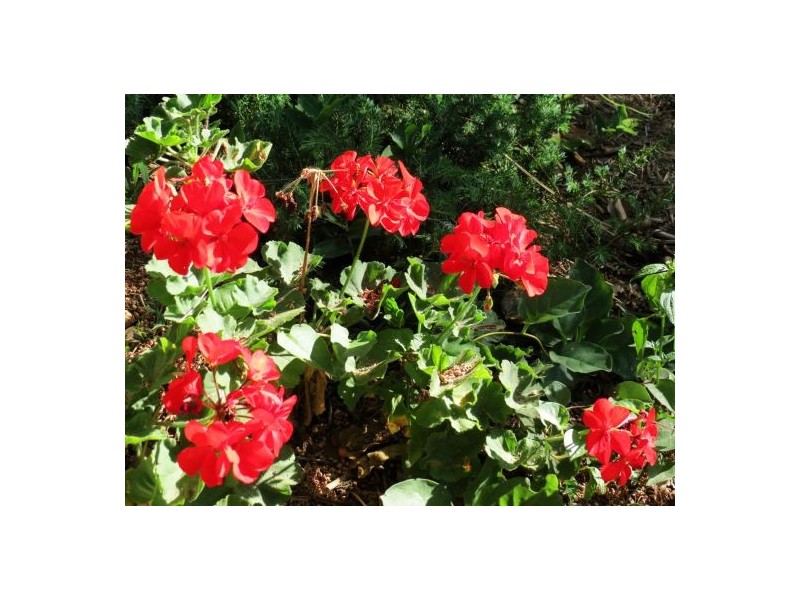 46 Chevallum Road, Palmwoods QLD 4555