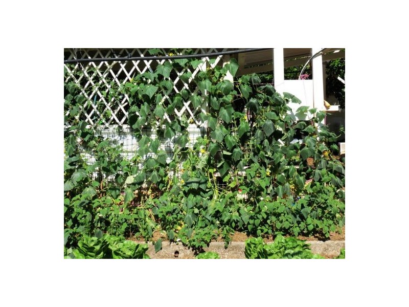 46 Chevallum Road, Palmwoods QLD 4555