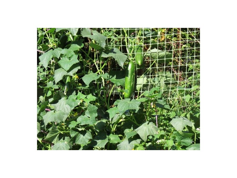 46 Chevallum Road, Palmwoods QLD 4555