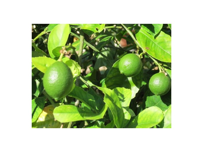 46 Chevallum Road, Palmwoods QLD 4555