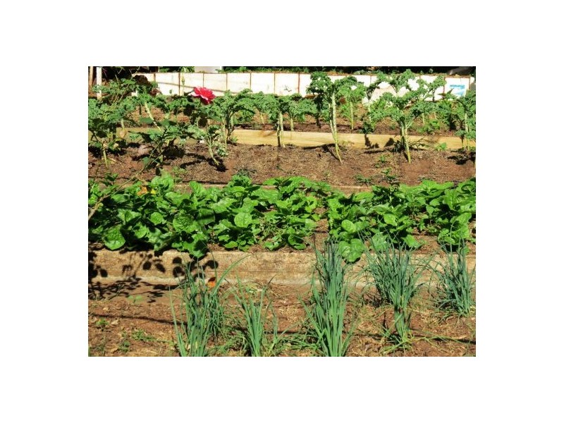 46 Chevallum Road, Palmwoods QLD 4555